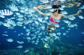 Bơi SNORKELING ngắm sinh vật biển